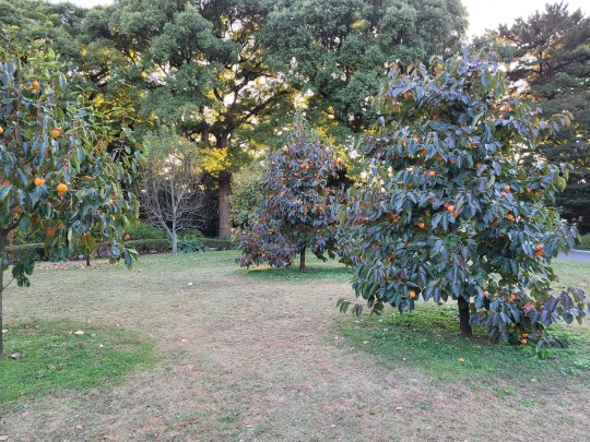 Császárkerti csemegék